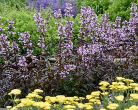 Black Beard Beardtongue