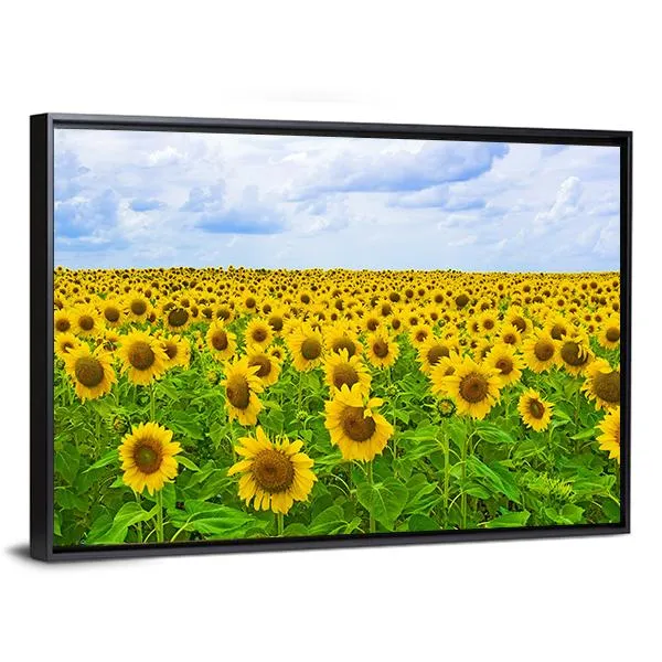 Field Of Sunflower Canvas Wall Art