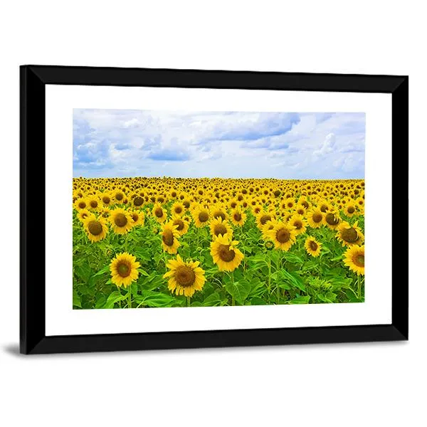 Field Of Sunflower Canvas Wall Art